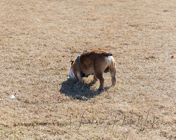 DogPark2023-220