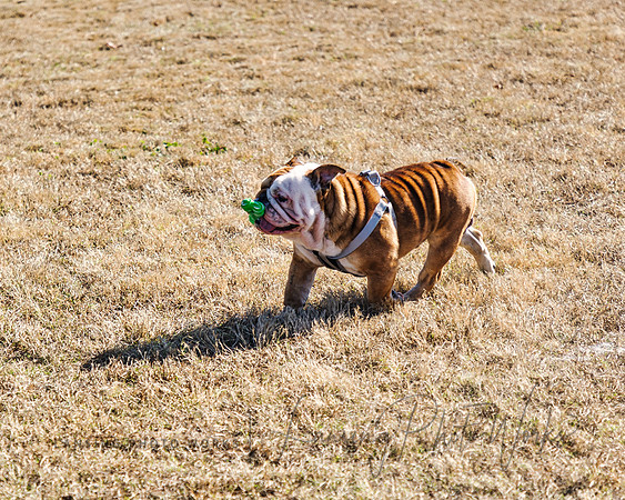 DogPark2023-221