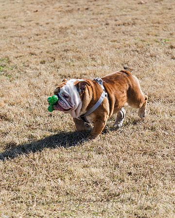 DogPark2023-222