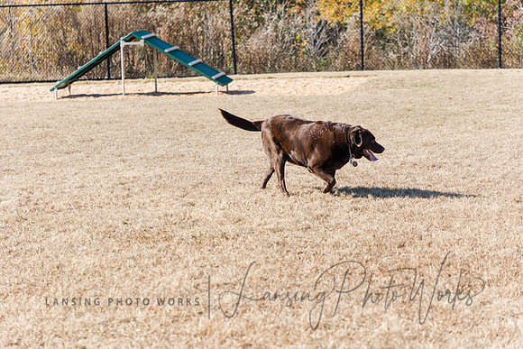 DogPark2023-224