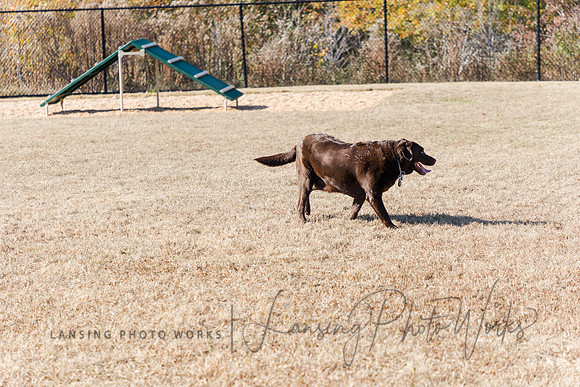 DogPark2023-225