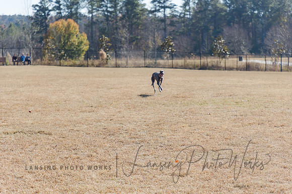 DogPark2023-226
