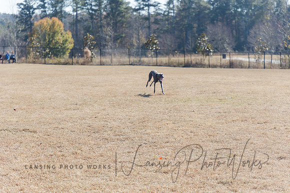 DogPark2023-227