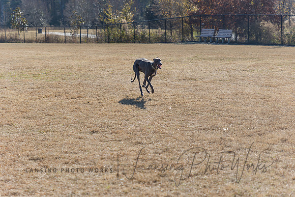 DogPark2023-228