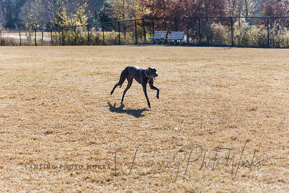 DogPark2023-229