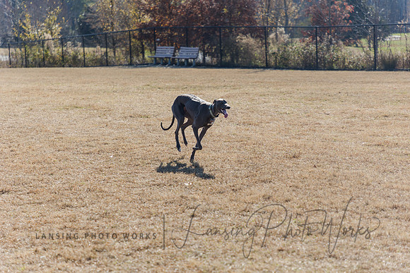 DogPark2023-230