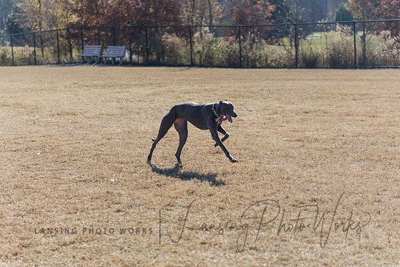 DogPark2023-231