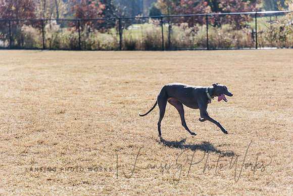 DogPark2023-233