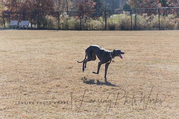 DogPark2023-232