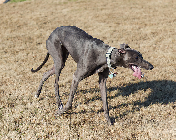 DogPark2023-237