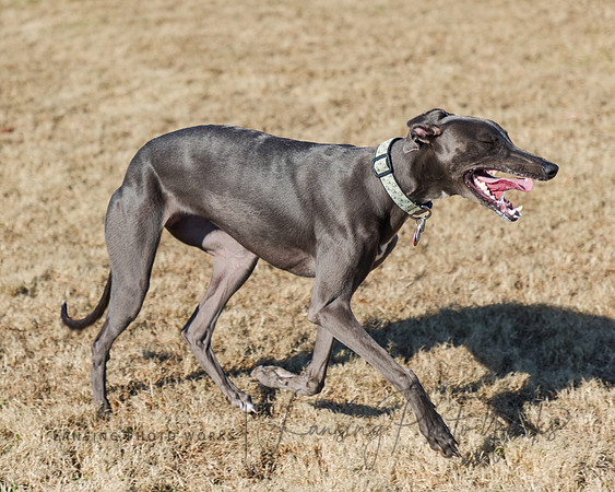 DogPark2023-238