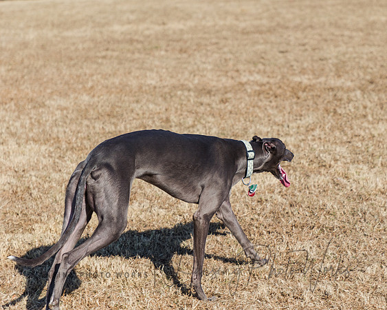 DogPark2023-239