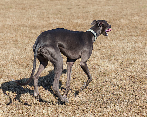 DogPark2023-240
