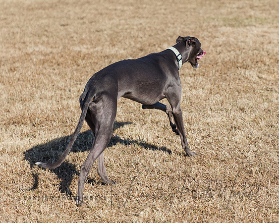 DogPark2023-241