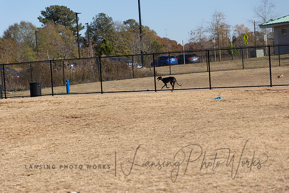 DogPark2023-245