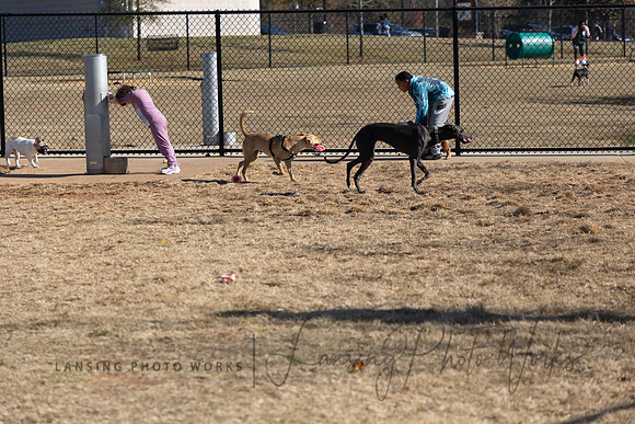 DogPark2023-247