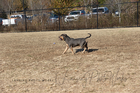 DogPark2023-248
