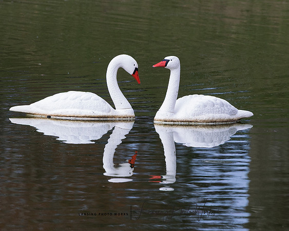 Swans-5