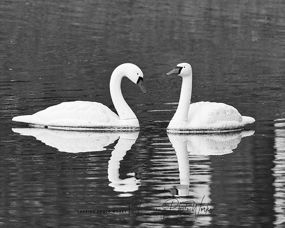 Swans-8