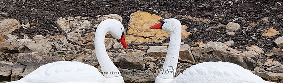 Swans-25