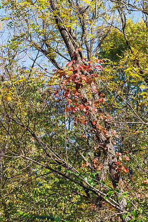 Angel Falls Trail-36