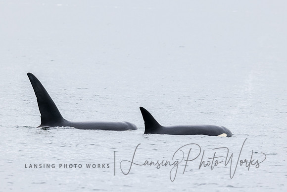 Whales -39