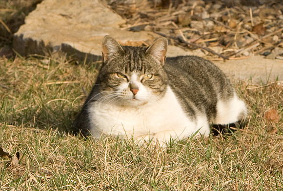 cat-18