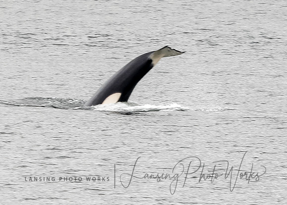 Whales -109