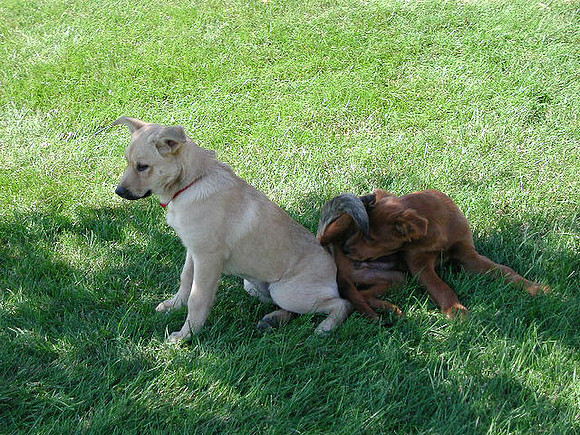 dogs-56