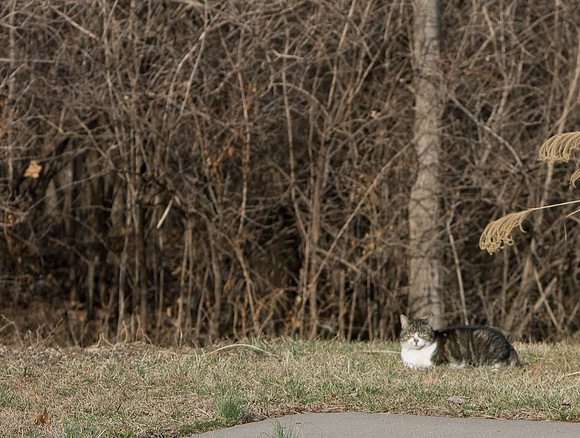 cat