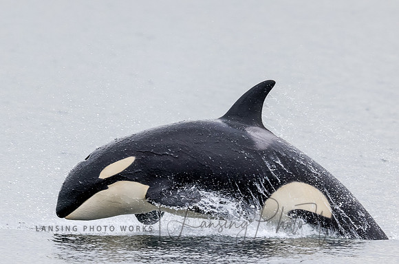 Whales -16