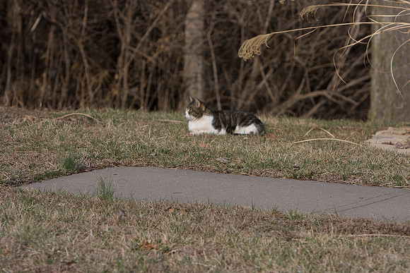 cat-7