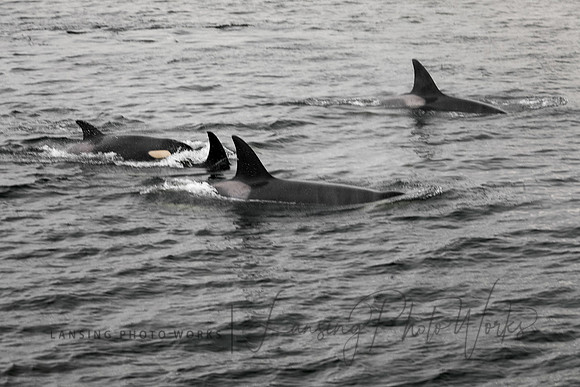 Whales -132
