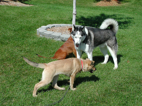 dogs-45
