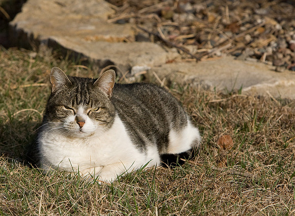 cat-22