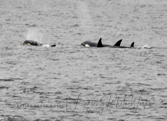 Whales -118