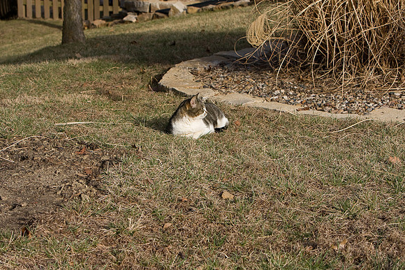 cat-24