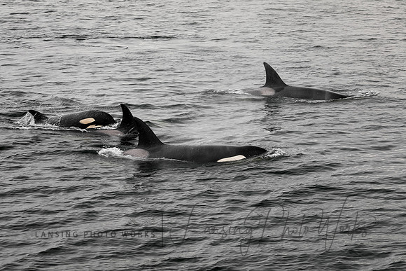 Whales -131