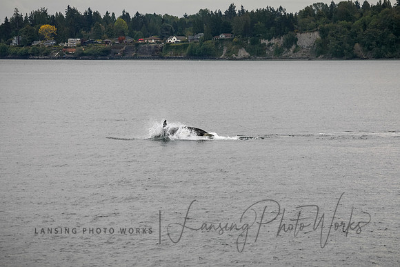 Whales -104
