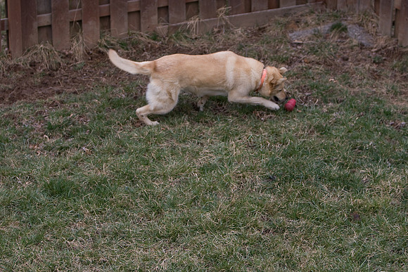 dog2-4