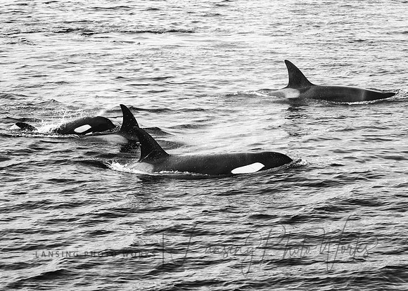 Whales -129