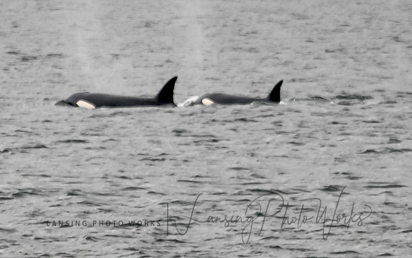 Whales -117