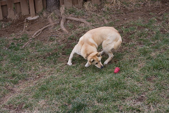 dog2-7