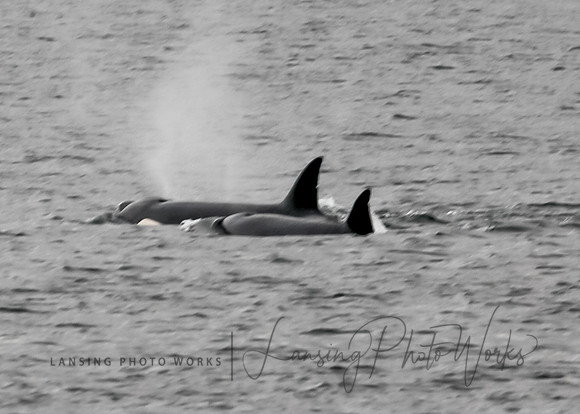 Whales -119