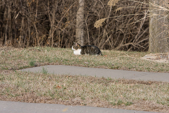 cat-2