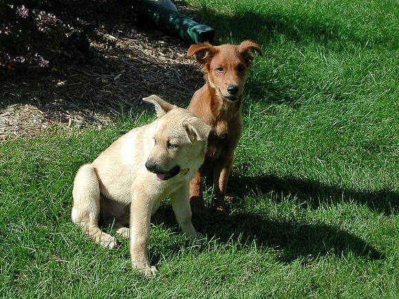 dogs-5
