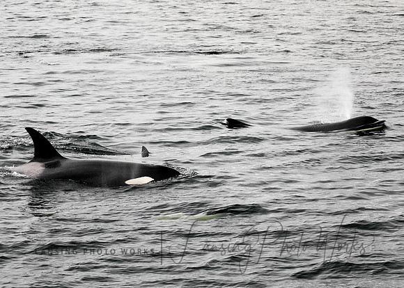 Whales -124