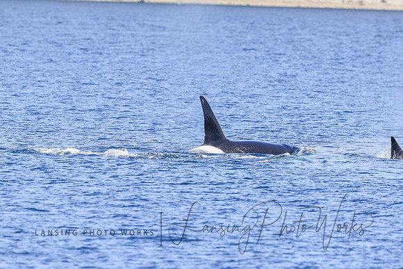 Whales -139
