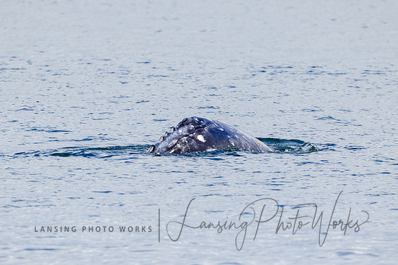Whales -91