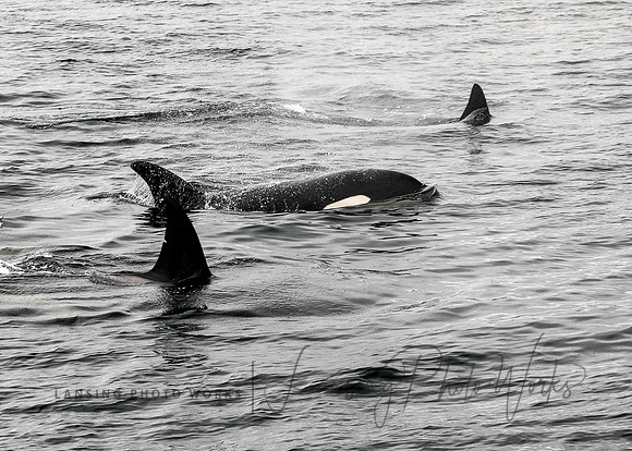 Whales -133